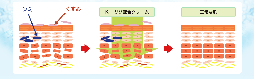 K-リゾ配合クリームから正常な肌