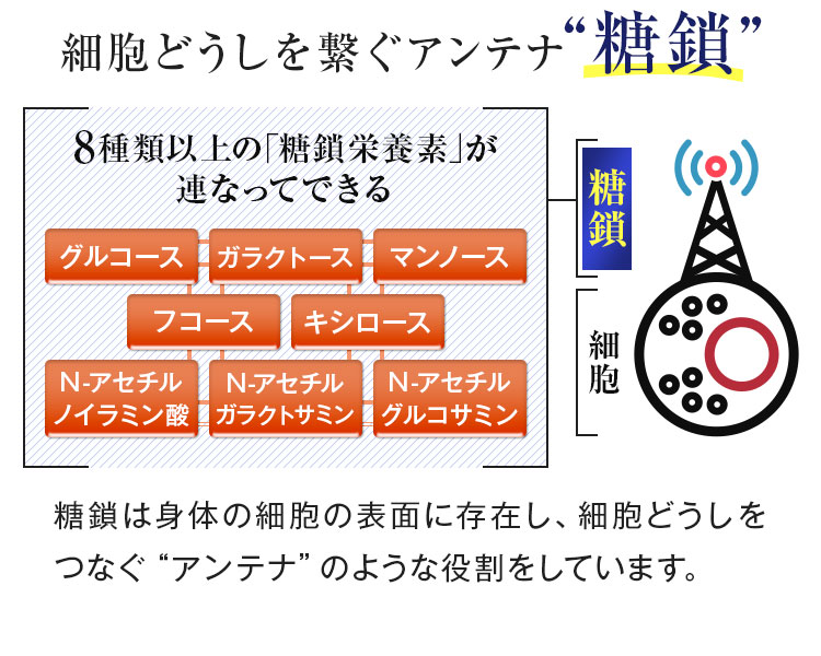 細胞どうしを繋ぐアンテナ糖鎖