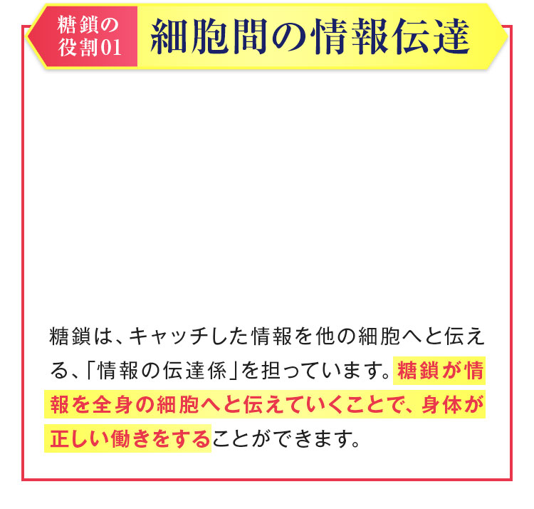 糖鎖が情報を全身の細胞へと伝えていくことで、身体が正しい働きをする