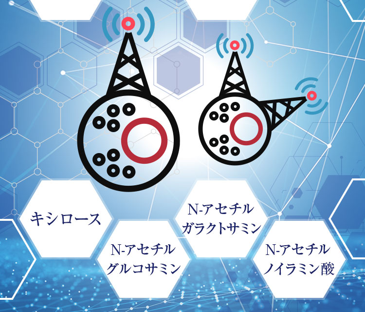 N-アセチルガラクトサミン